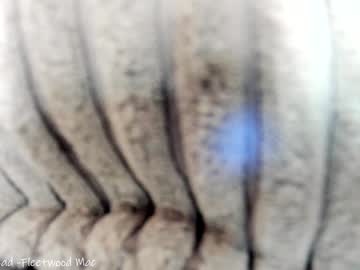 webcam girl x_lily_x capture image #4914932
