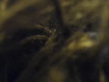 webcam girl so_sweet_poppy capture image #1137304